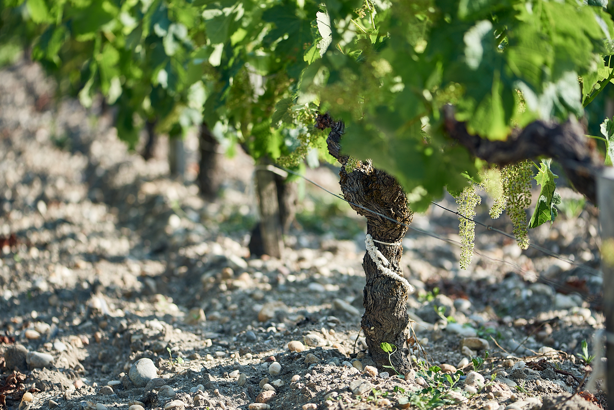 Vignobles Château Desmirail