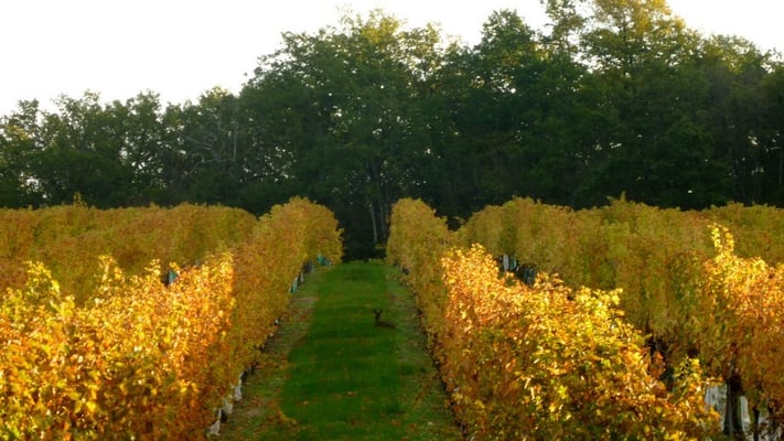 Distillerie La Foret